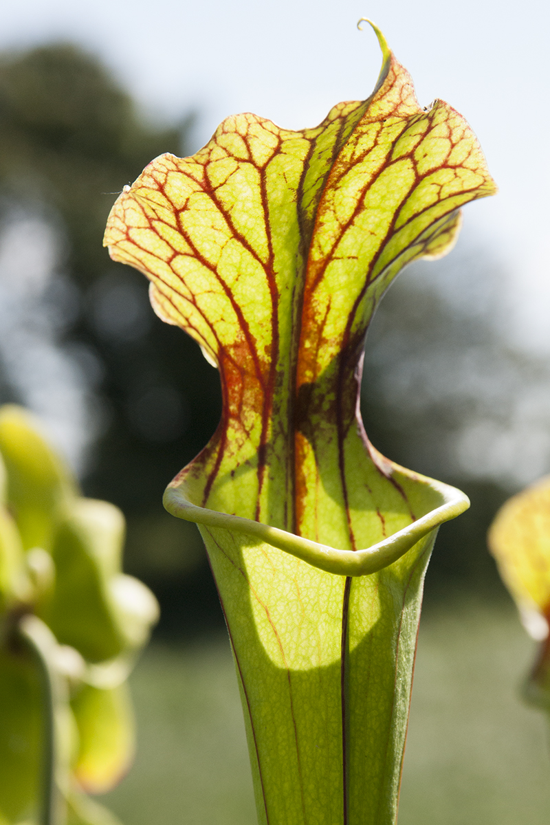 Comment Bien Arroser Sa Plante Carnivore Eden Carnivore