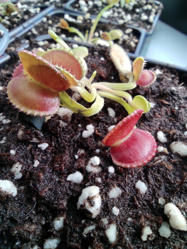 Dionaea Muscipula Boutique De Plantes Carnivores Eden Carnivore