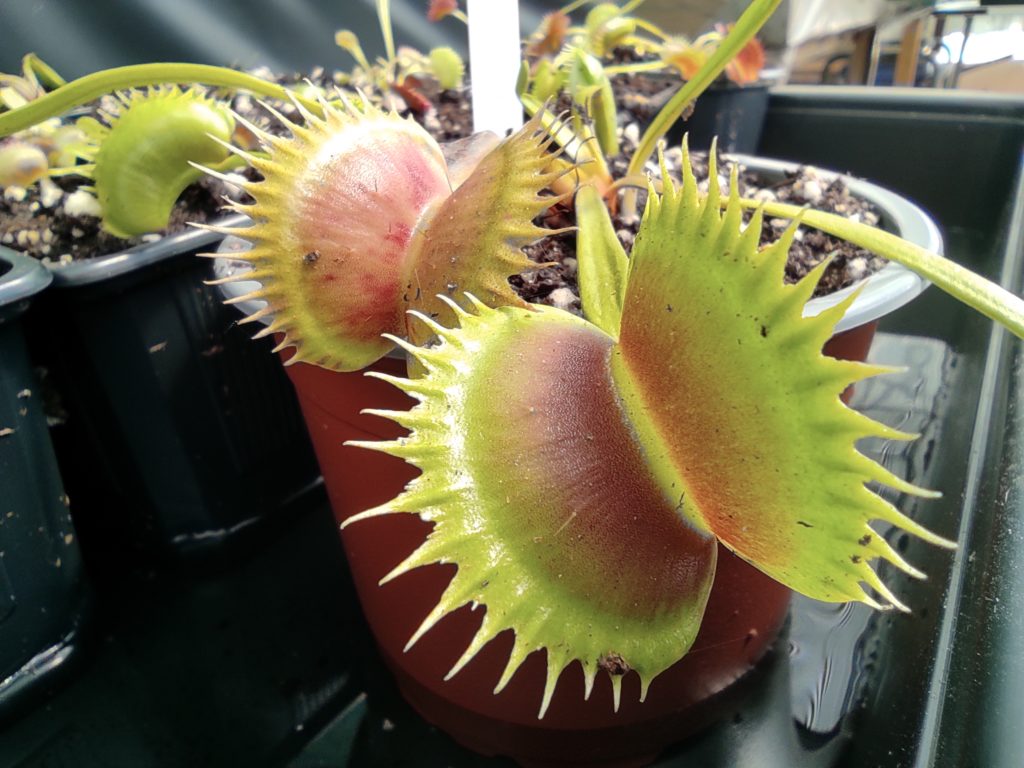 Dionaea Muscipula Boutique De Plantes Carnivores Eden Carnivore