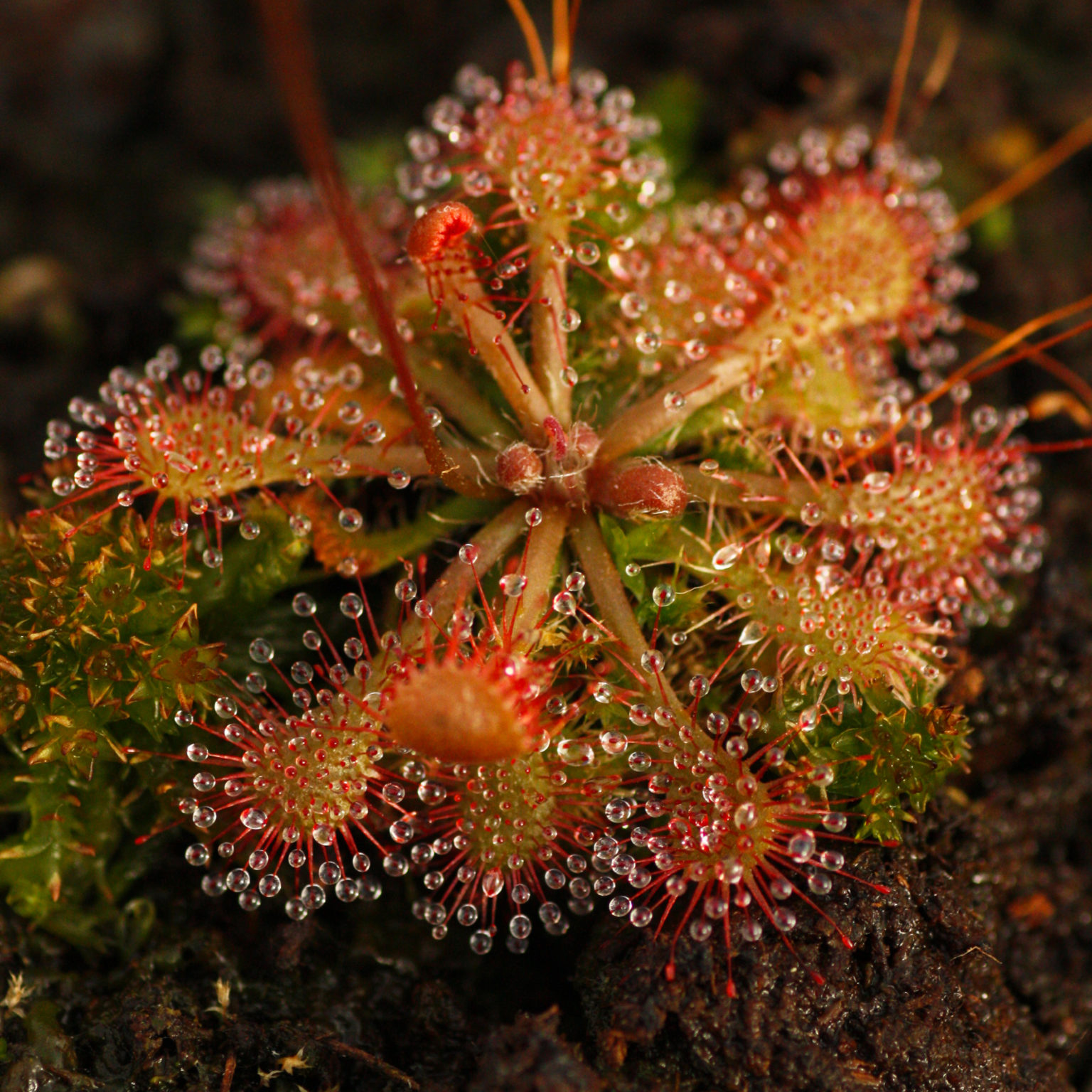 Deltoid leaved dew plant