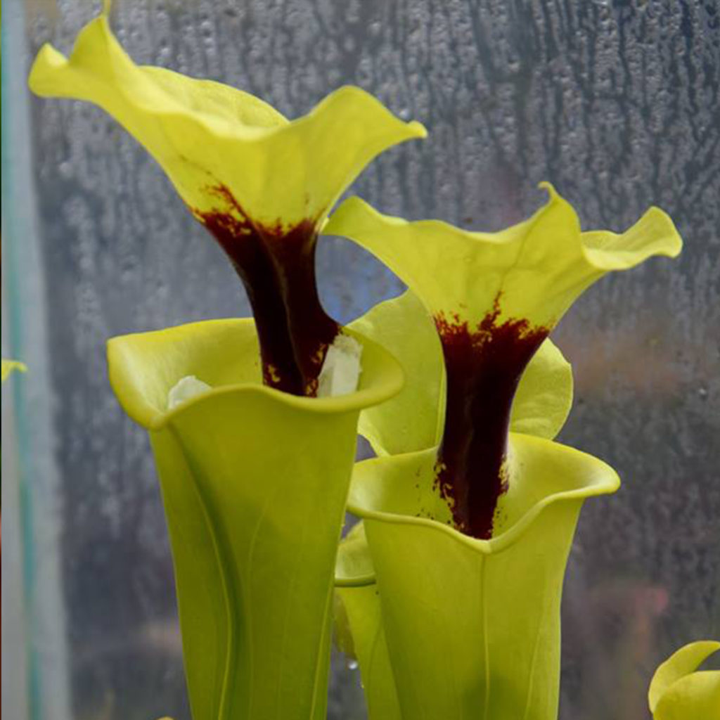 Boutique - Sarracenia flava var. rugelii — MK F92