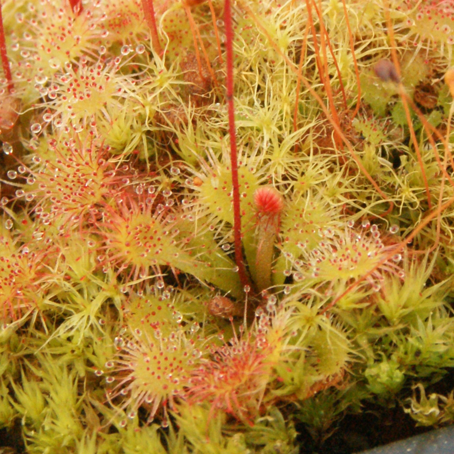 Drosera Anglica - F. Tempérée - Eden Carnivore